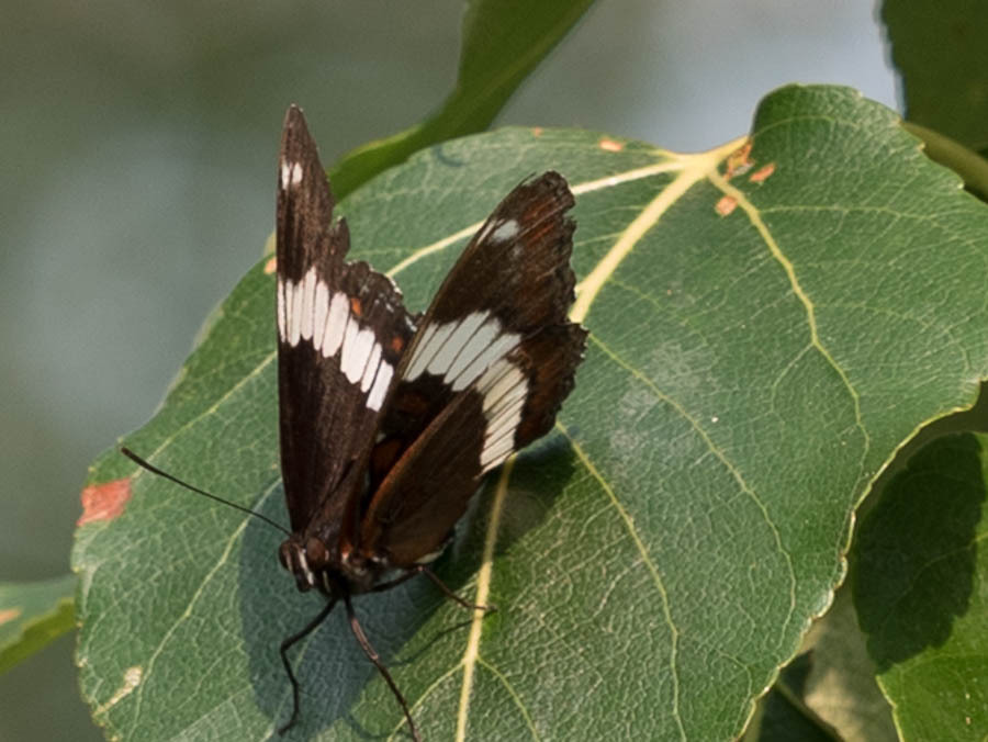 Western White Admiral from Whitemud Creek Ravine North, Edmonton, AB ...