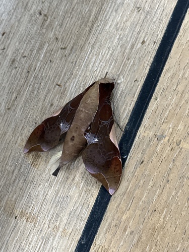 Callionima nomius