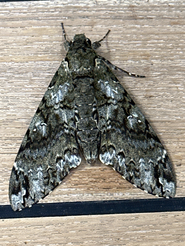 Duponchel's Sphinx
