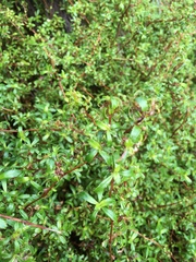 Cliffortia ferruginea