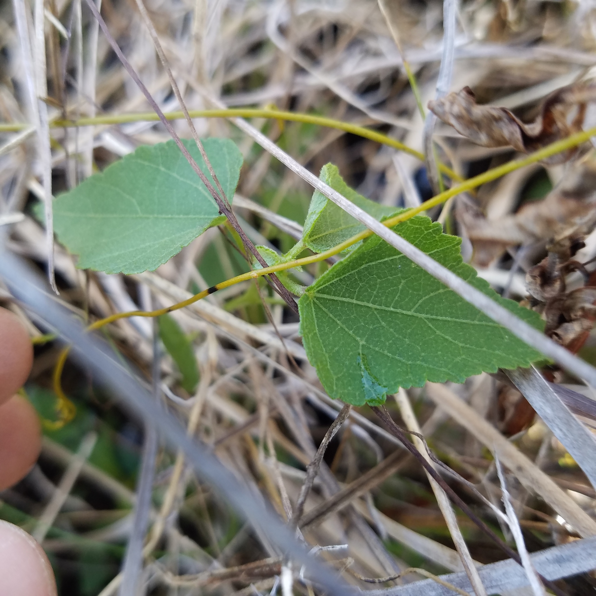 Imagem de Malva-do-pântano