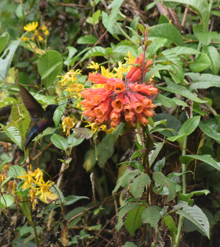 Image of Bomarea multiflora by (c) Cajá-manga, some rights reserved (CC BY)