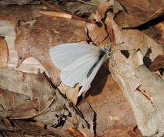 Pieris virginiensis
