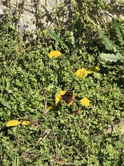 Vanessa atalanta