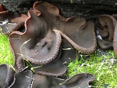 Plicaria endocarpoides