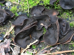 Plicaria endocarpoides