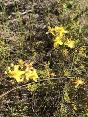 Hypericum microsepalum