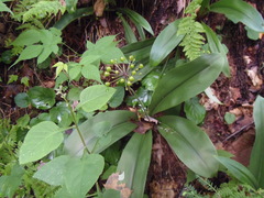 Clintonia umbellulata