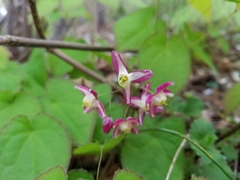 Epimedium × rubrum