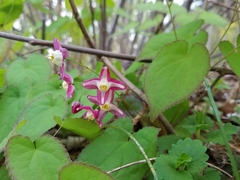 Epimedium × rubrum