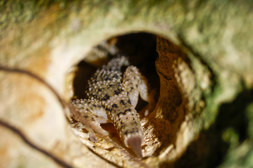 American Wall Gecko, Tarentola americana