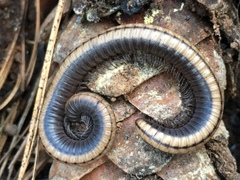 Californiulus yosemitensis