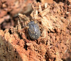 Aesalus scarabaeoides