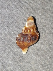 Ranella australasia