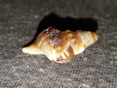 Ranella australasia