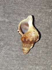Ranella australasia