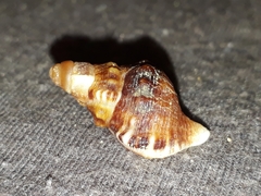Ranella australasia