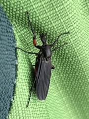 Bibio femoratus