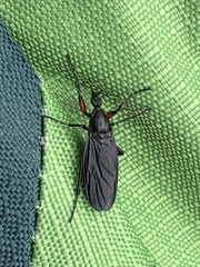 Bibio femoratus