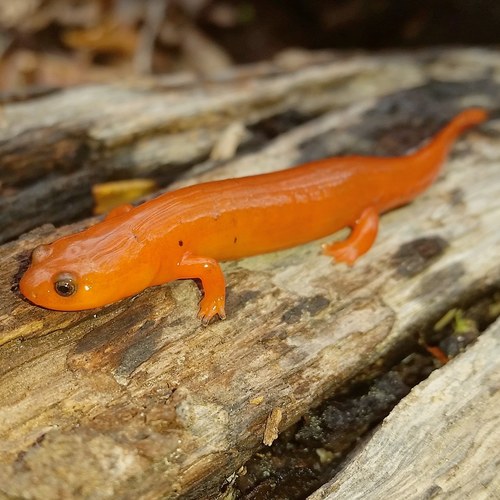 Midland Mud Salamander