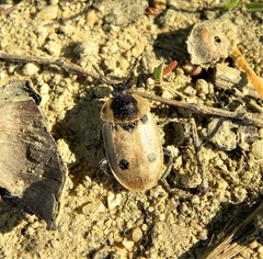 Dendroxena quadrimaculata