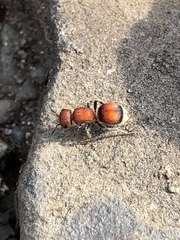 Pseudomethoca simillima