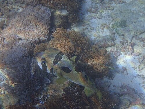 Blackblotched Porcupinefish — seen at this dive site