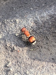 Pseudomethoca simillima