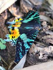 Chrysiridia rhipheus