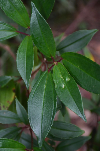 Tashiroea okinawensis observed 2023-12-16