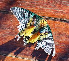 Chrysiridia rhipheus