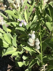 Lupinus diffusus
