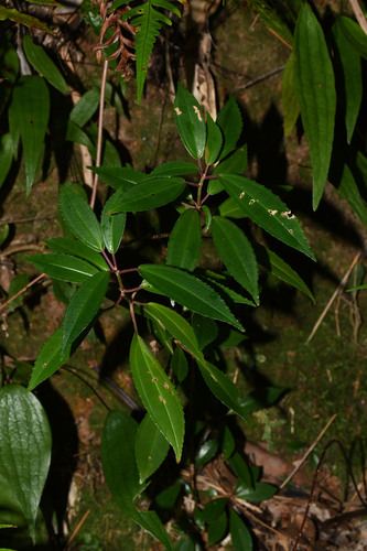 Tashiroea okinawensis observed 2023-12-16