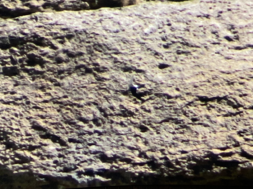 White-throated Swift