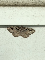 Costaconvexa