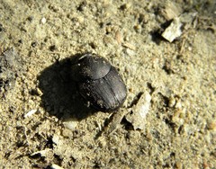 Onthophagus verticicornis