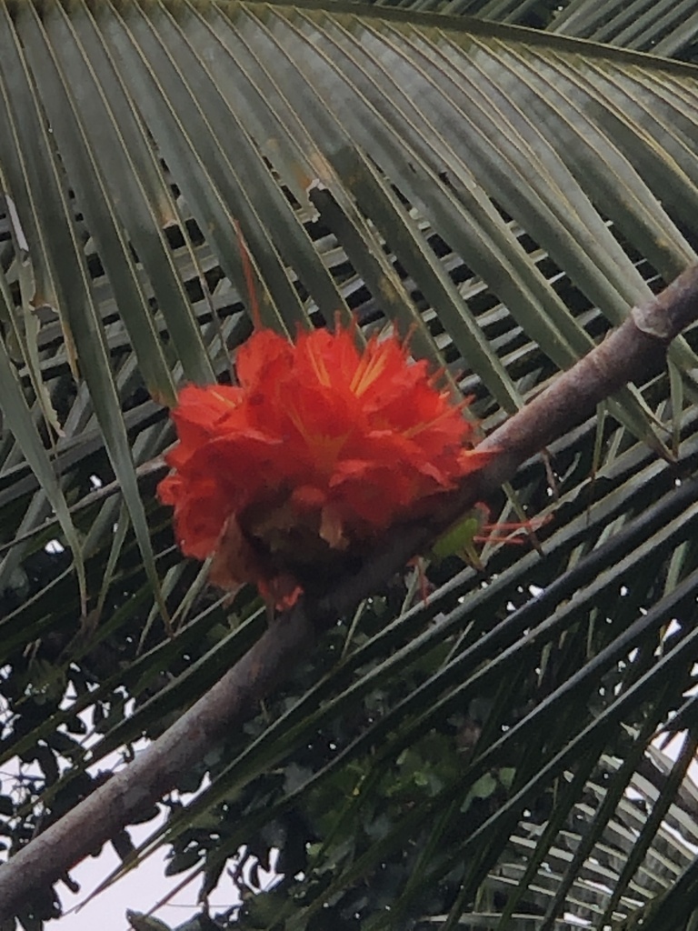 Brownea chocoana