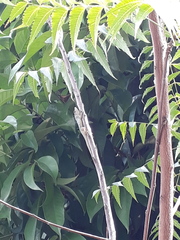 Anolis aeneus