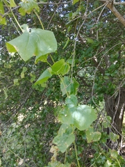Sicyoeae