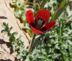Papaver argemone