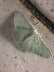 Pelagodes antiquadraria