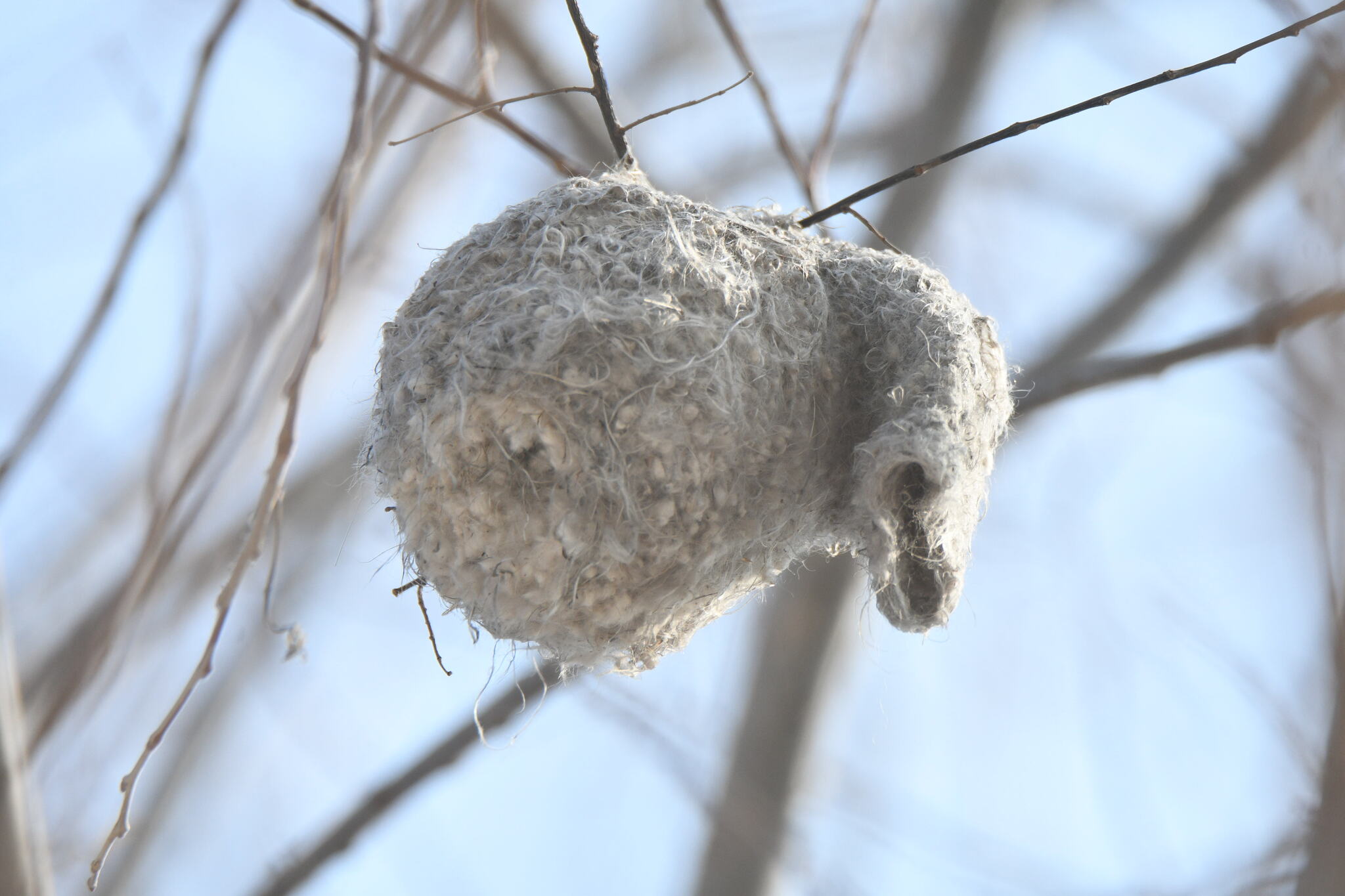 White-crowned Penduline Tit