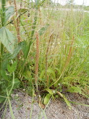 Agrostis hyemalis