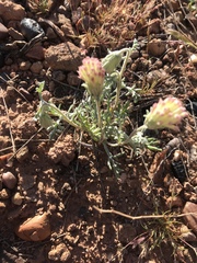 Chaenactis macrantha