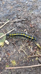 Callimorpha dominula