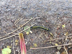 Callimorpha dominula