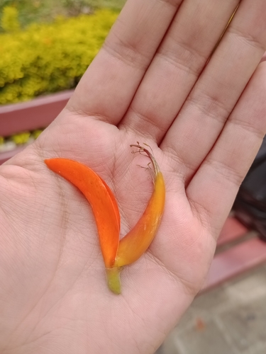 Erythrina poeppigiana - Leaves