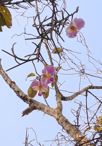 Foto de Orquídea-borboleta