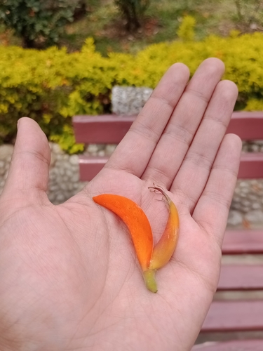 Erythrina poeppigiana - Whole tree