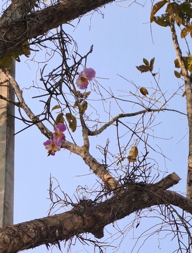 Foto de Orquídea-borboleta